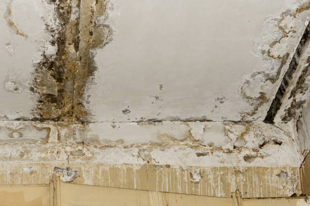 Best Commercial Mold Inspection  in Crestwood Village, NJ