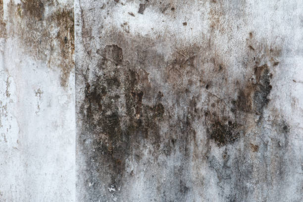 Best Air Quality Testing for Mold Spores  in Crestwood Village, NJ