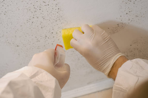Best Black Mold Removal  in Crestwood Village, NJ