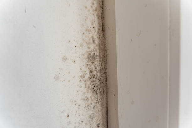 Best Asbestos and Lead Testing During Mold Inspection  in Crestwood Village, NJ