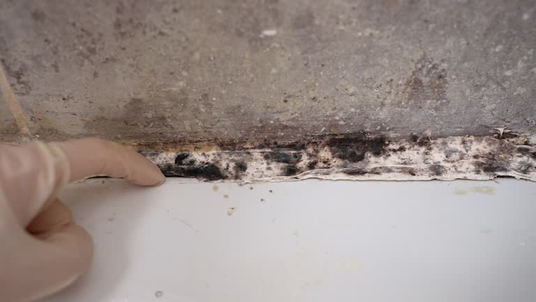 Best Comprehensive Air Testing for Mold Contaminants  in Crestwood Village, NJ