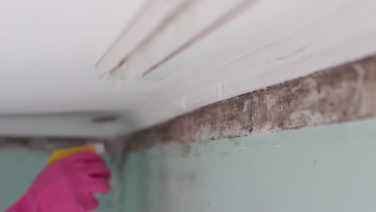 Best Mold Damage Restoration  in Crestwood Village, NJ